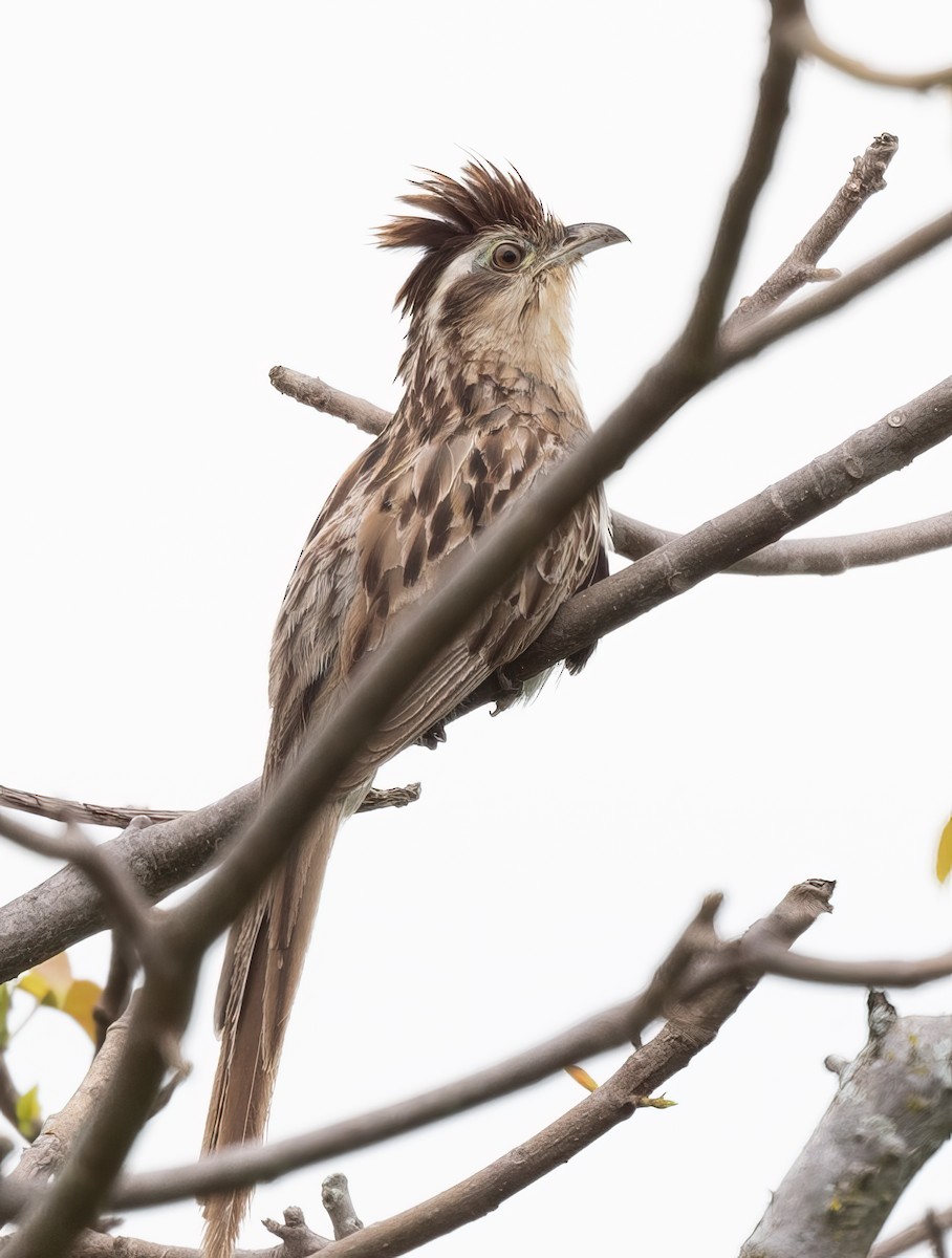 Striped Cuckoo - John Sterling