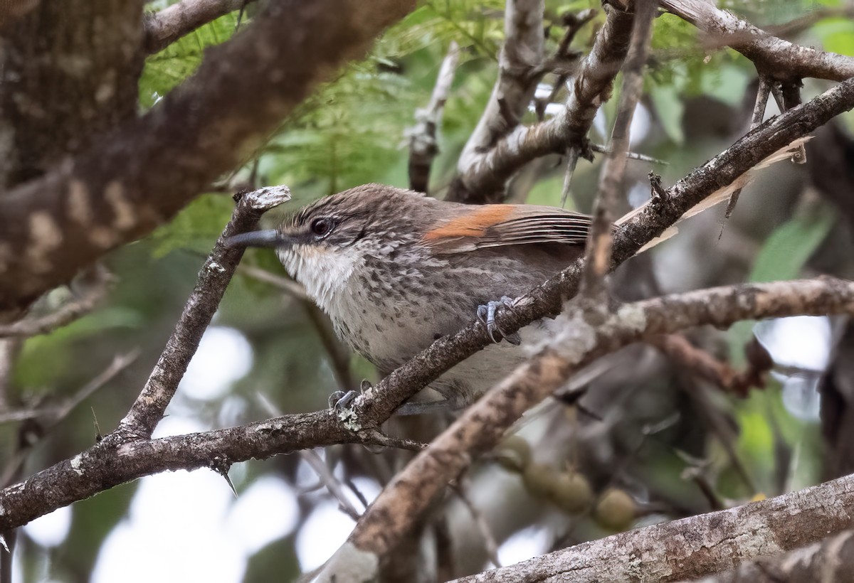 Chinchipe Spinetail - ML623970016