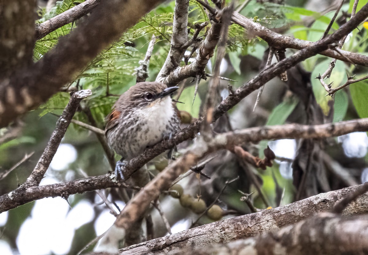 Chinchipe Spinetail - ML623970017