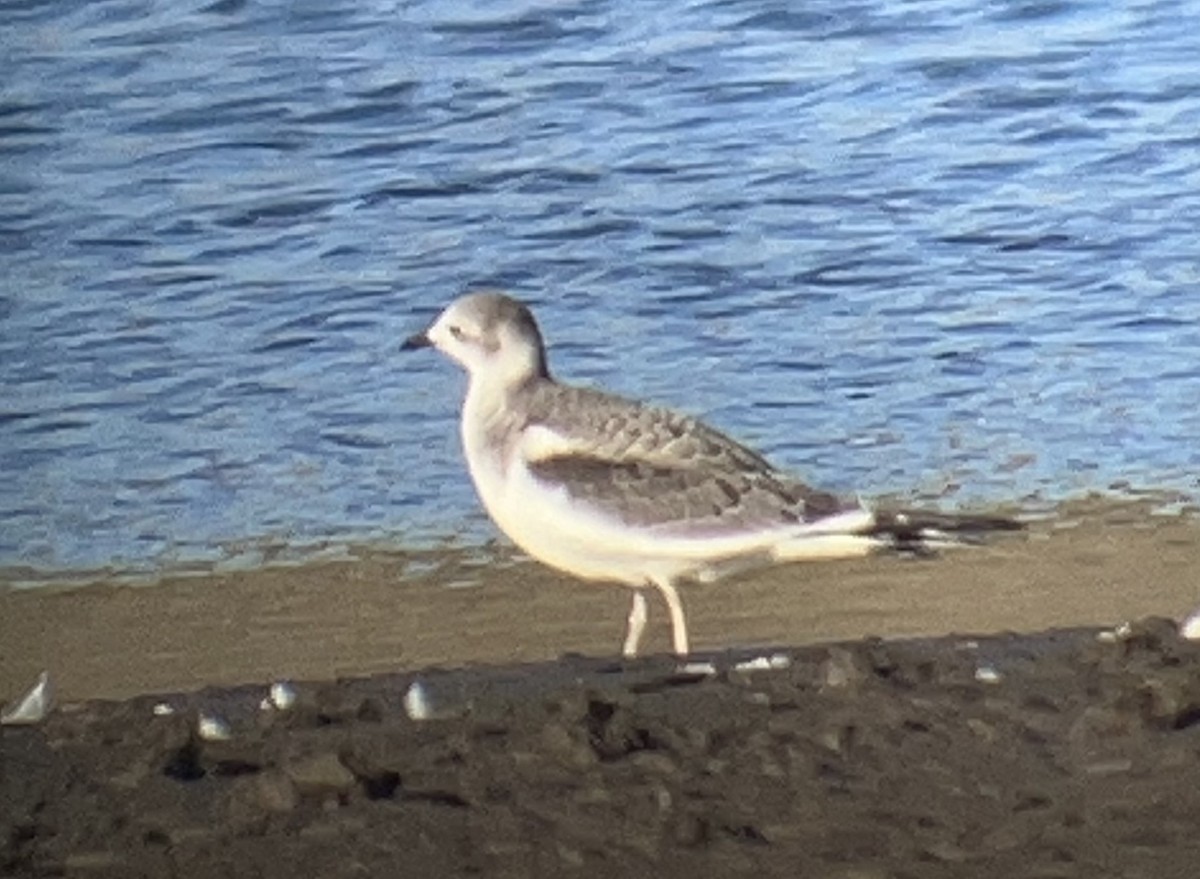 Sabine's Gull - ML623970019