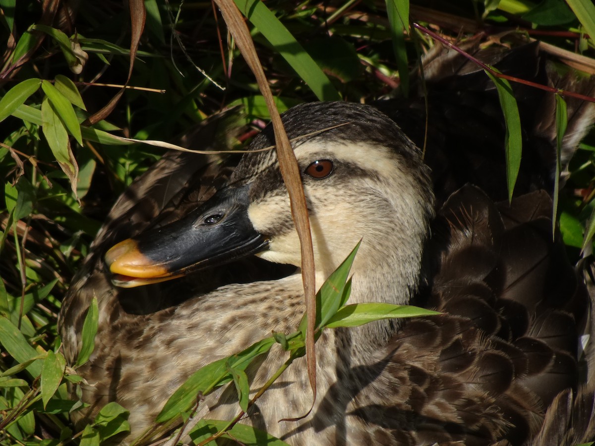 Eastern Spot-billed Duck - ML623970024