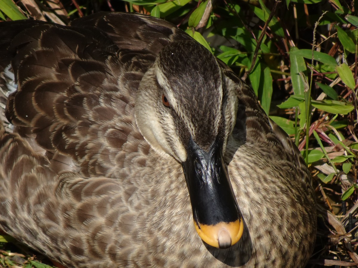 Eastern Spot-billed Duck - ML623970025