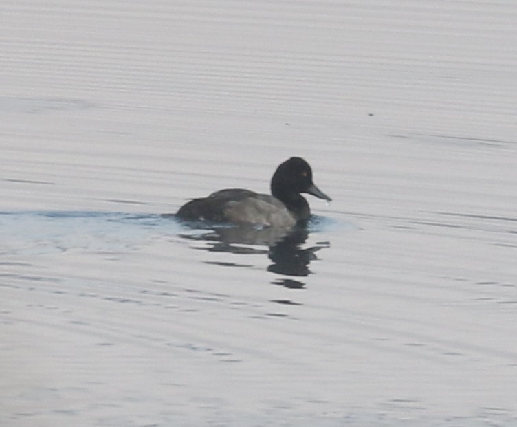 Lesser Scaup - ML623970038