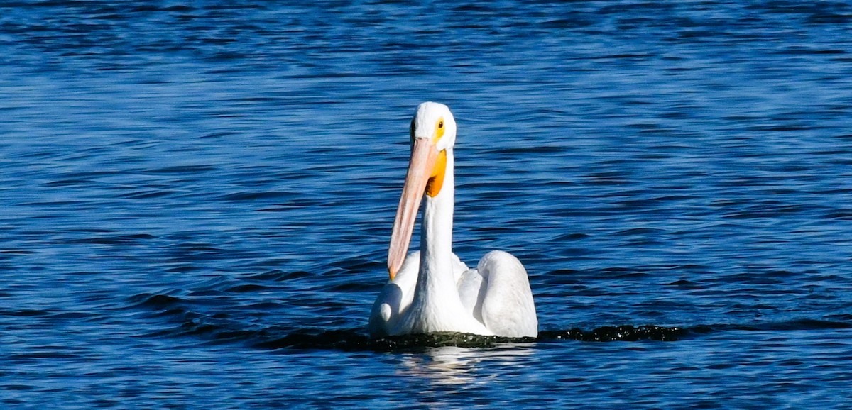 American White Pelican - ML623970095