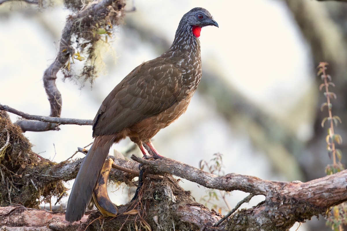 Andean Guan - ML623970147