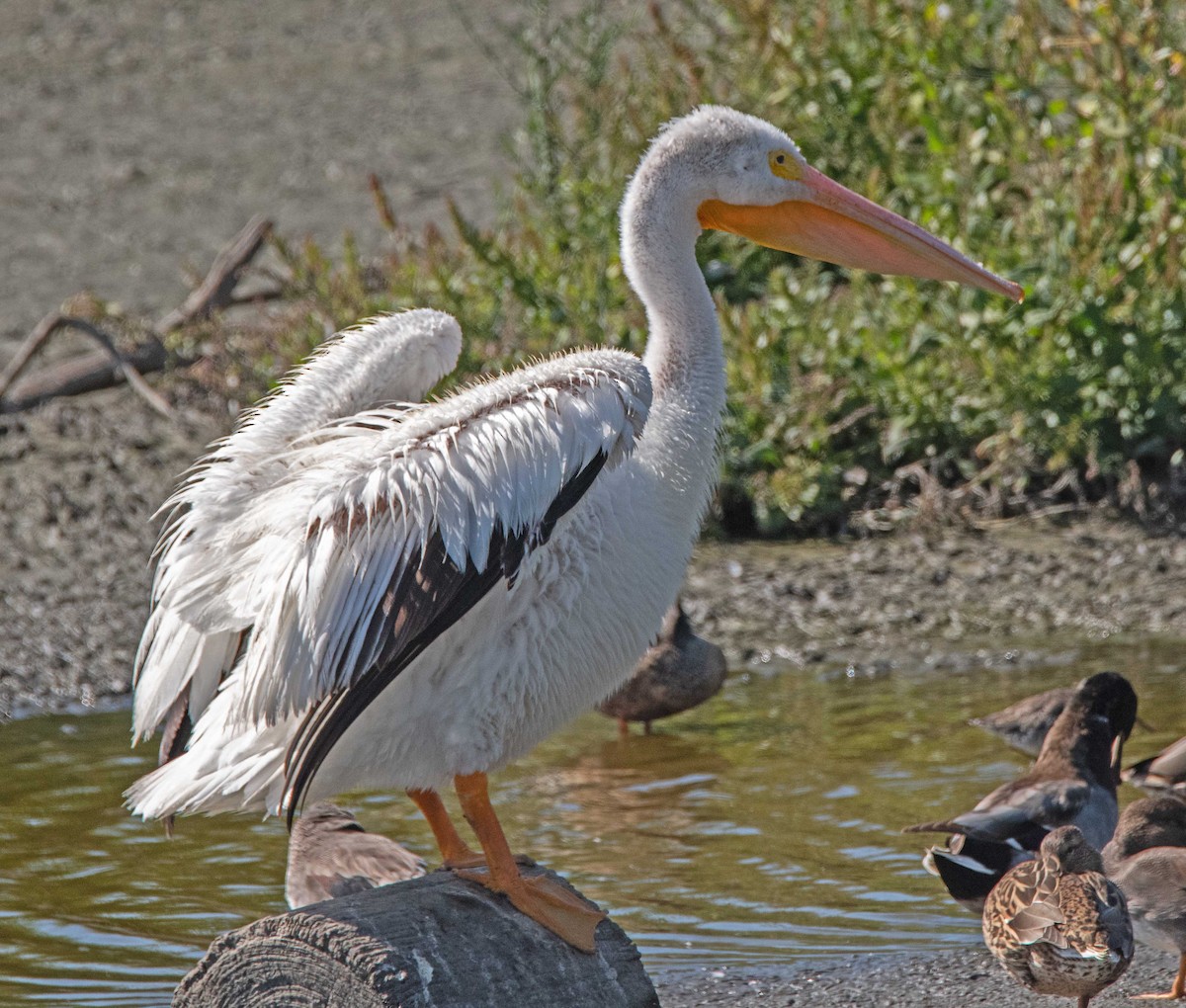 American White Pelican - ML623970154