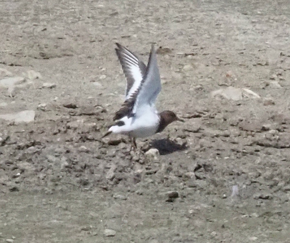 Black Turnstone - ML623970177