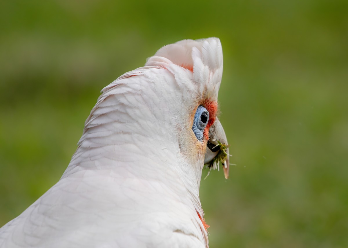 Long-billed Corella - Jonathan Tickner