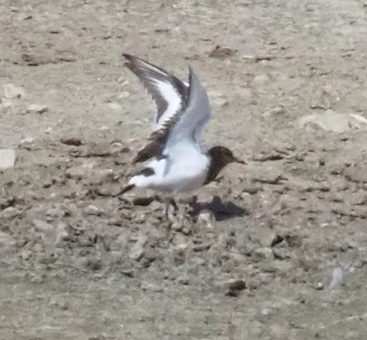 Black Turnstone - ML623970180