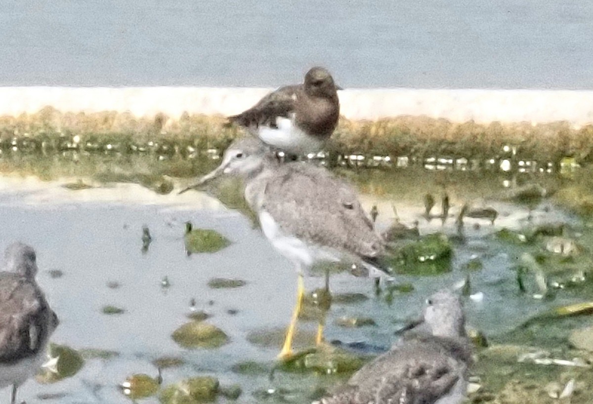 Black Turnstone - ML623970184