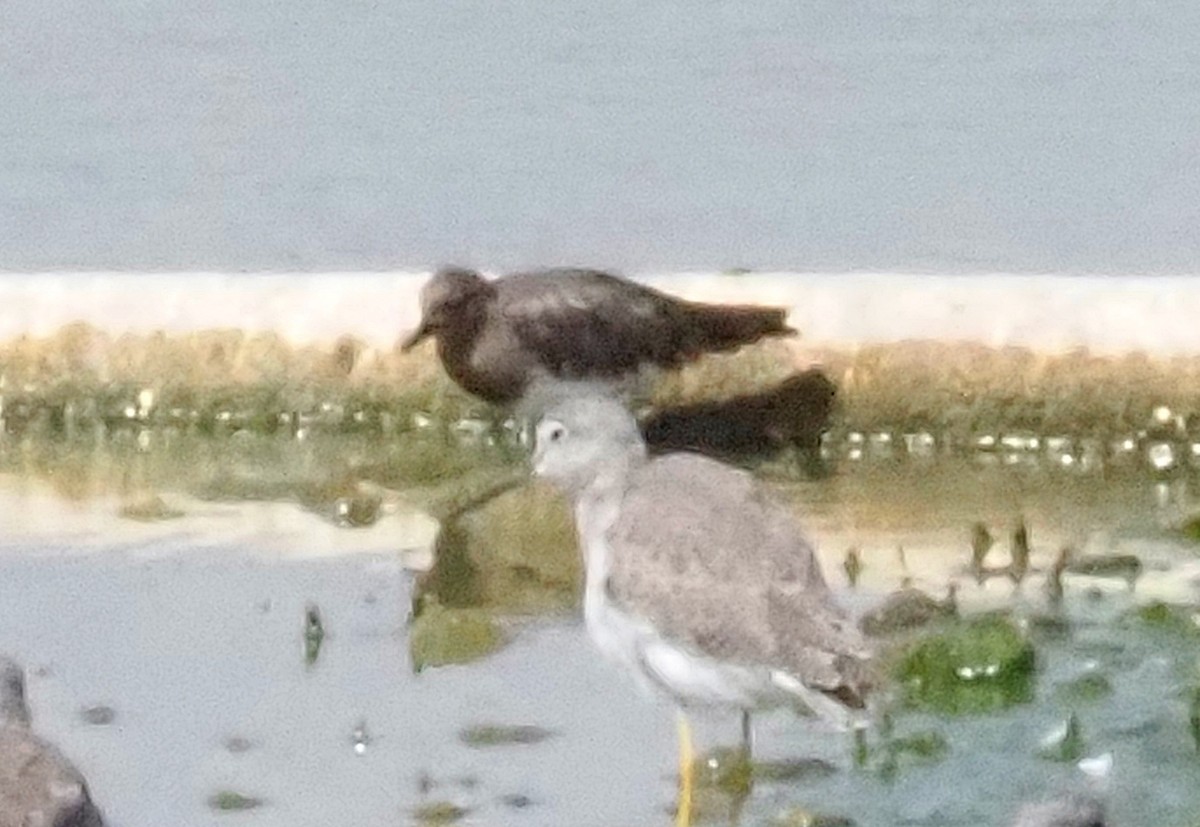 Black Turnstone - ML623970185