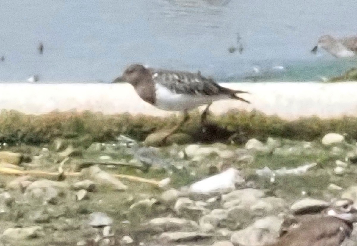 Black Turnstone - ML623970189