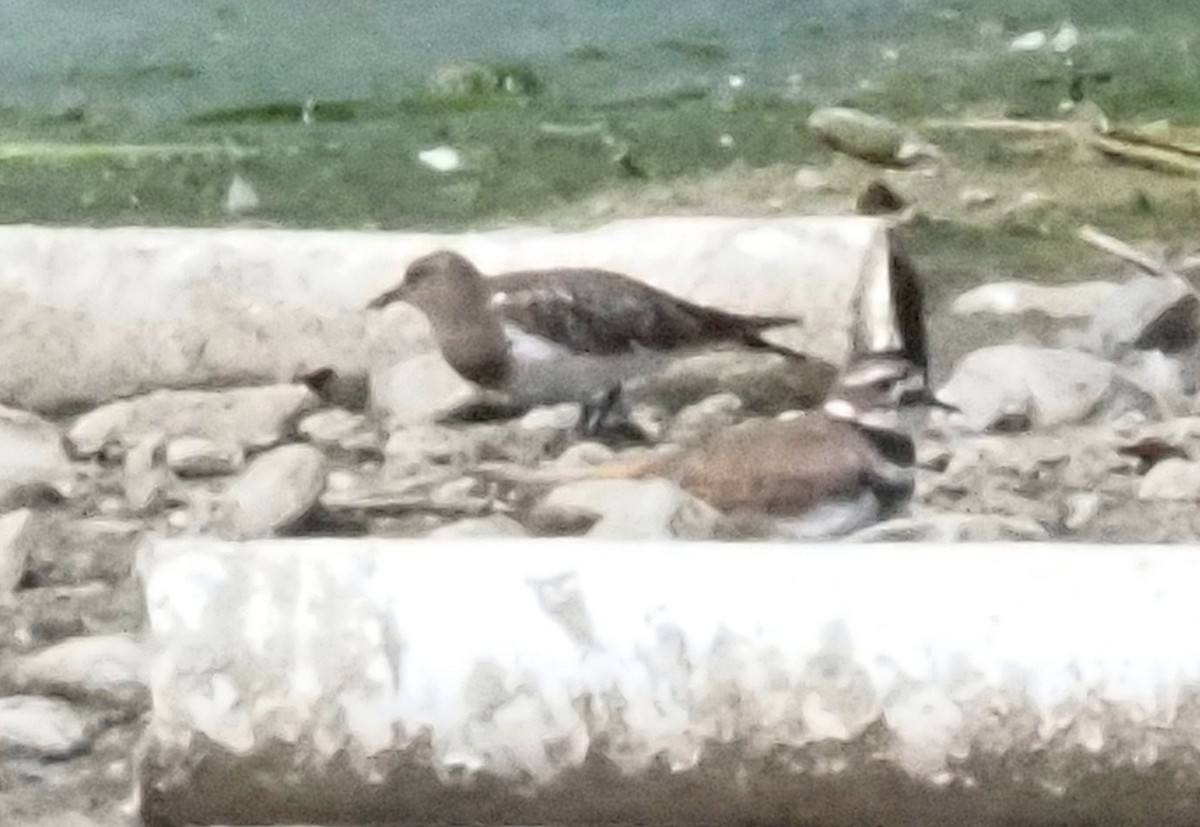 Black Turnstone - ML623970192