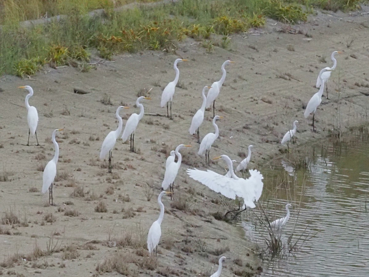 Great Egret - ML623970196