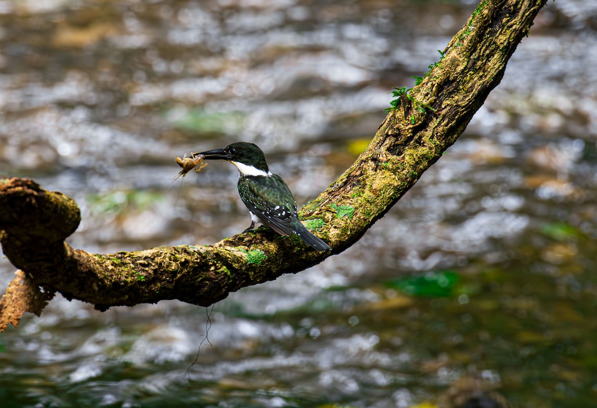 Green Kingfisher - ML623970206