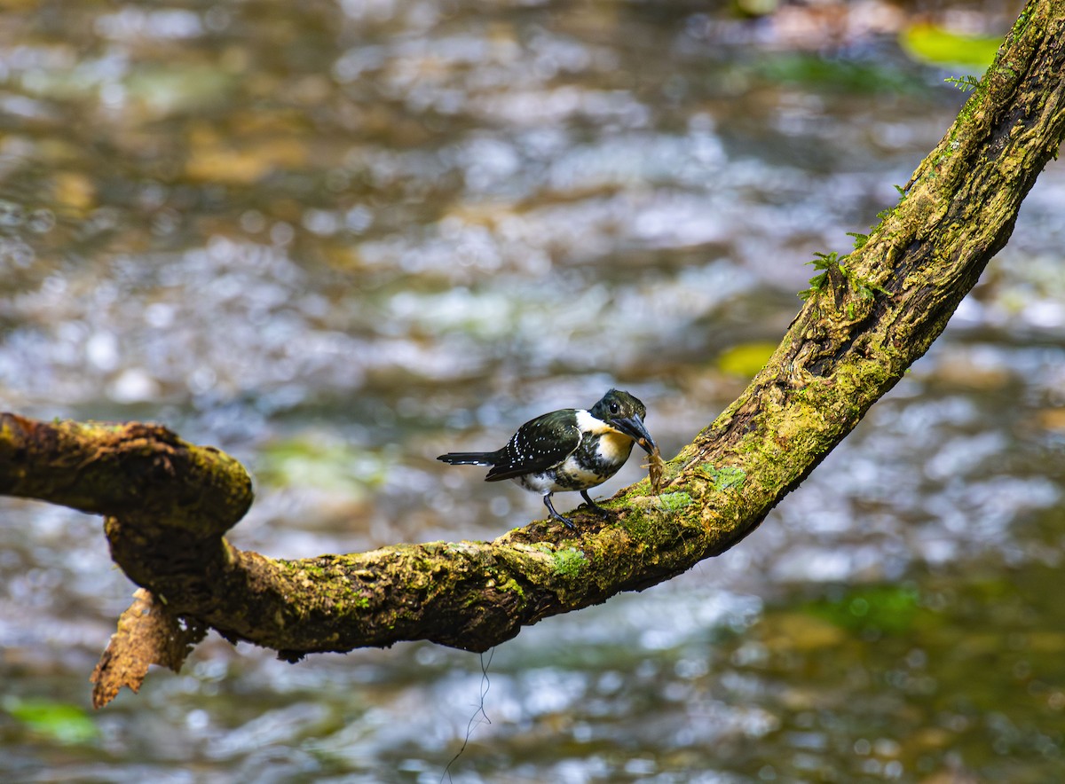 Green Kingfisher - ML623970207