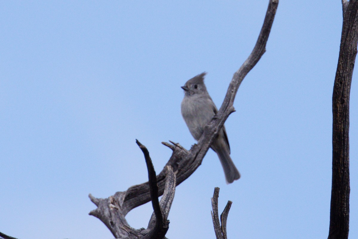 Juniper Titmouse - ML623970249