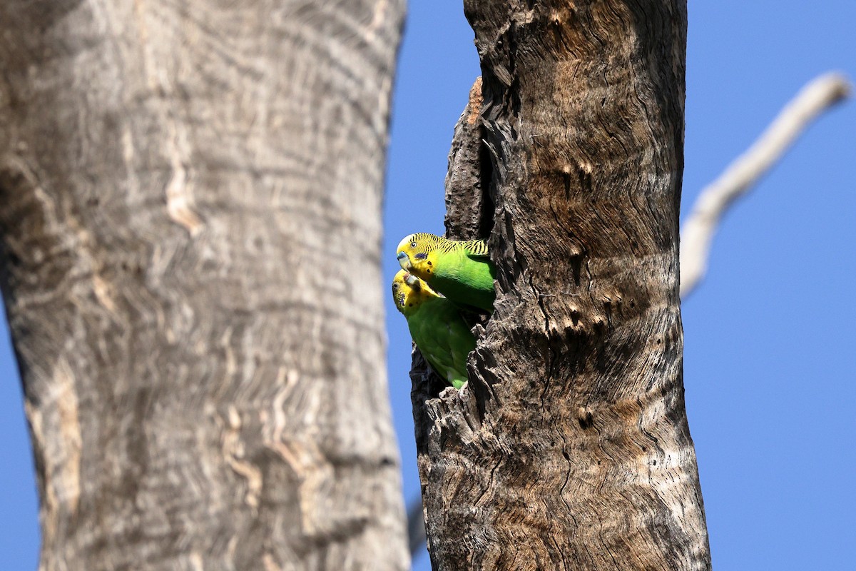 Budgerigar - ML623970269