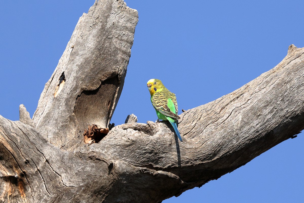 Budgerigar - ML623970278