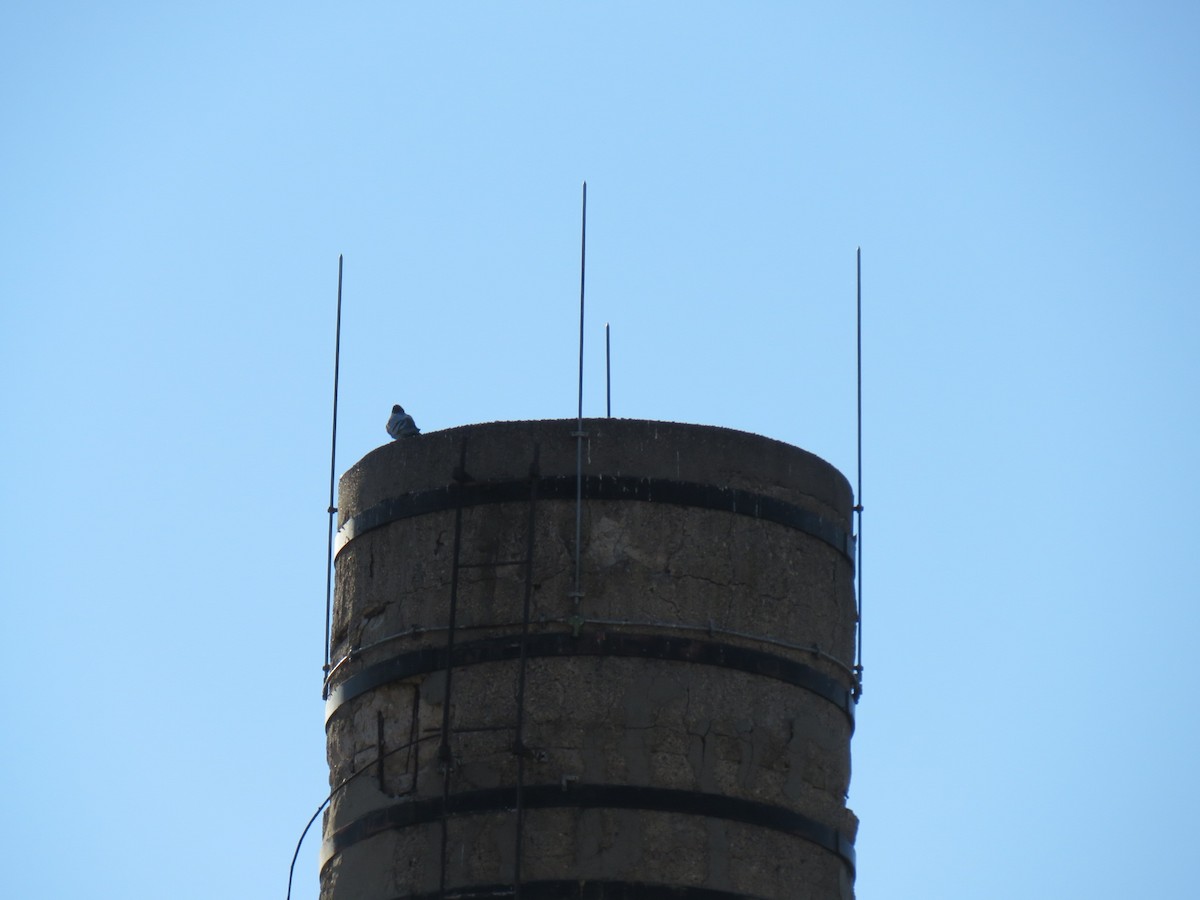 Rock Pigeon (Feral Pigeon) - ML623970298