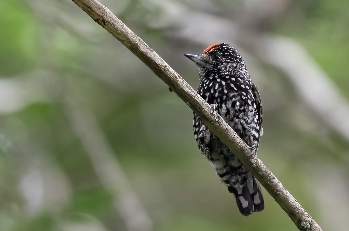 Speckle-chested Piculet - ML623970299