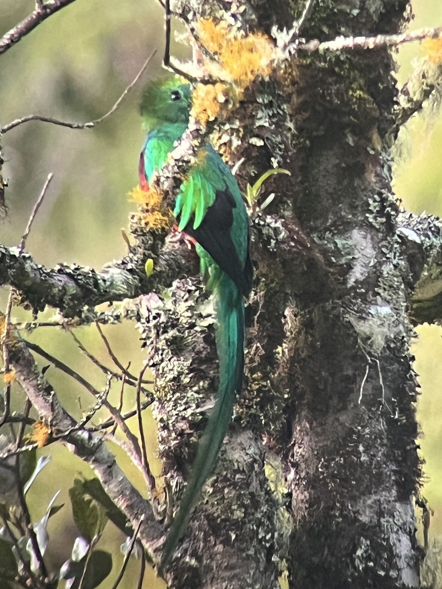 Resplendent Quetzal - ML623970318