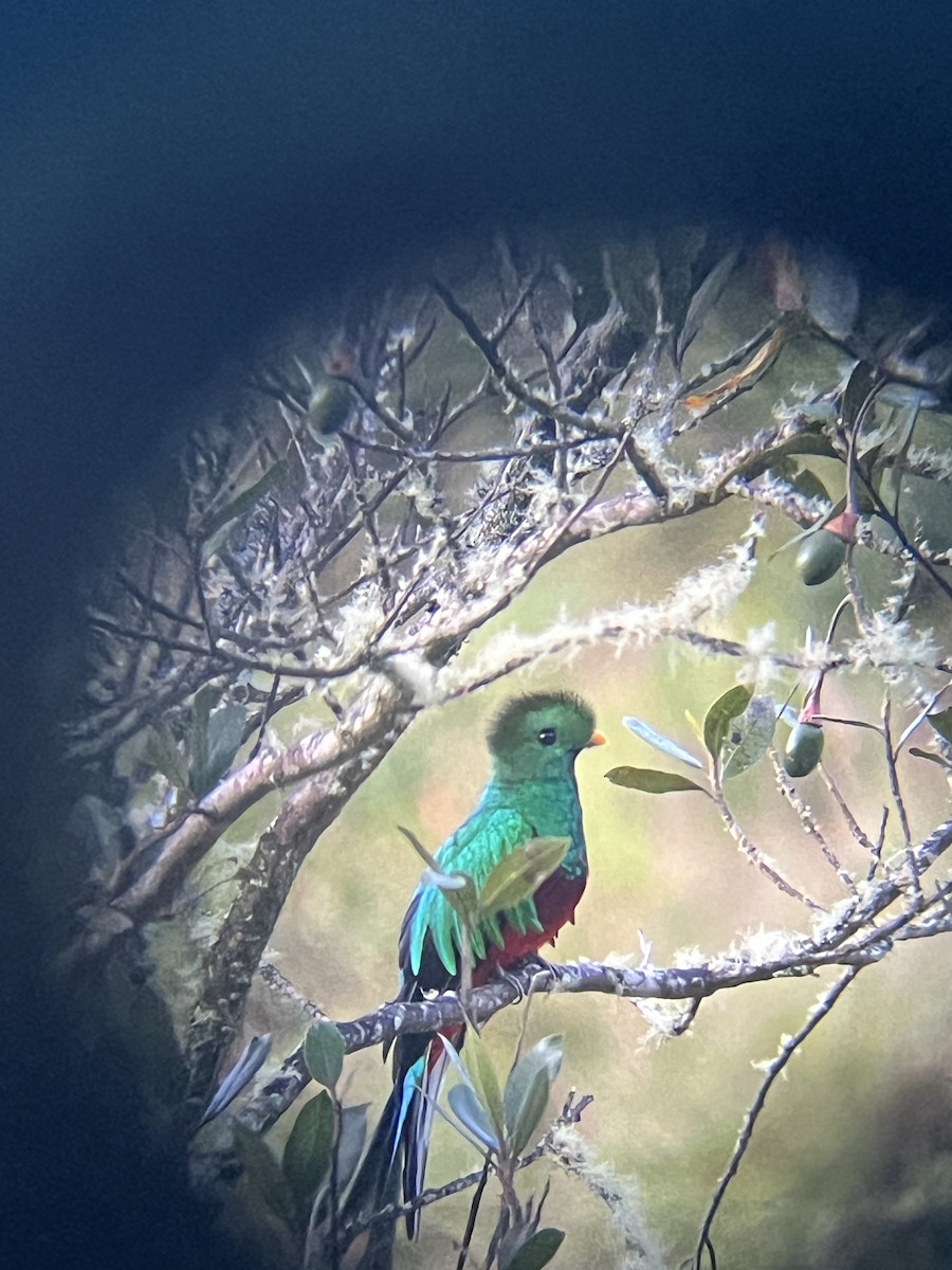 Resplendent Quetzal - ML623970319