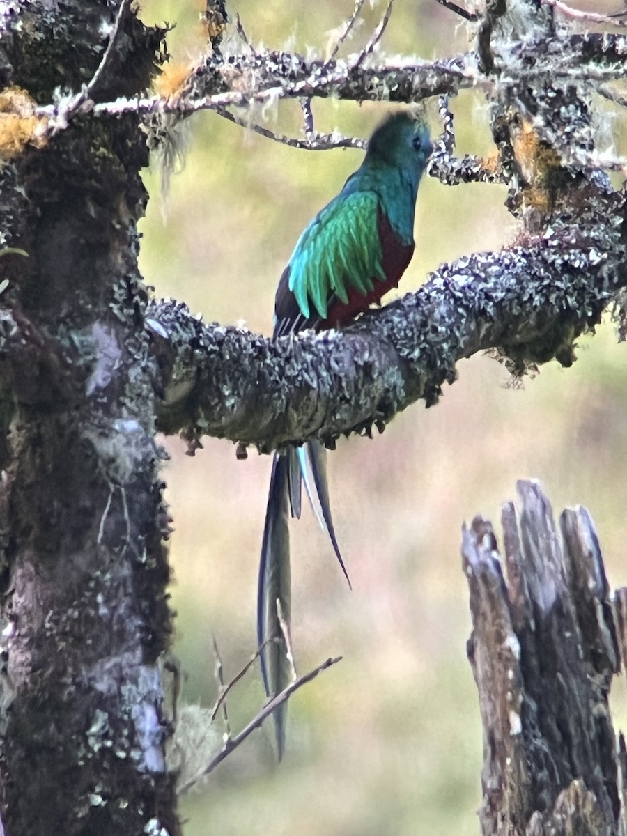 Resplendent Quetzal - ML623970320