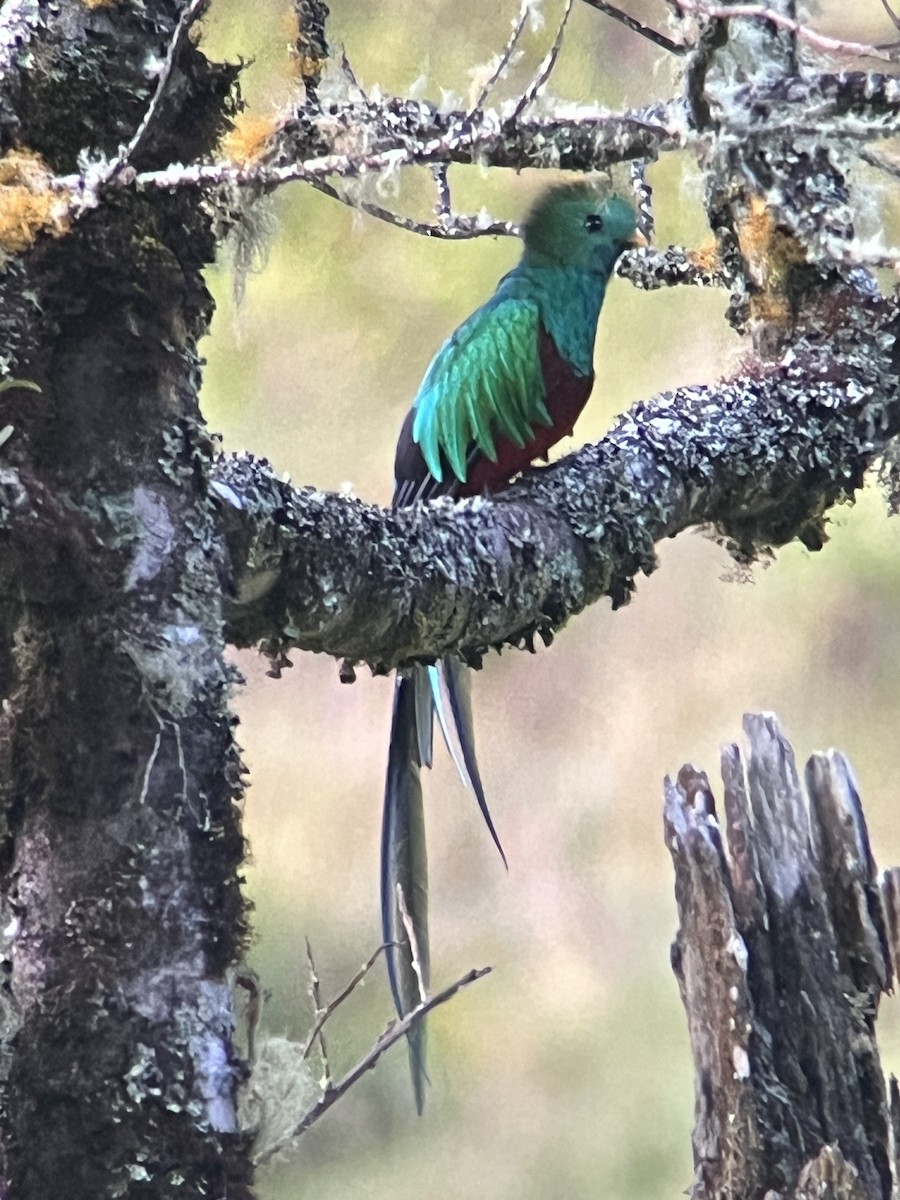 Resplendent Quetzal - ML623970321