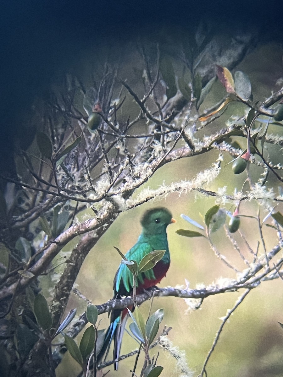 Resplendent Quetzal - ML623970322