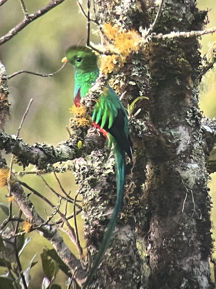 Resplendent Quetzal - ML623970323