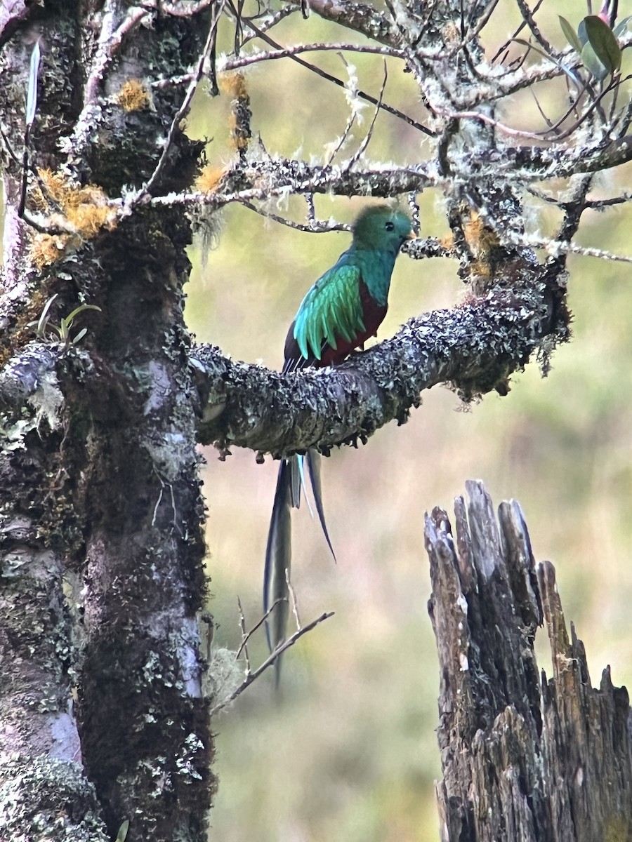 Resplendent Quetzal - ML623970324