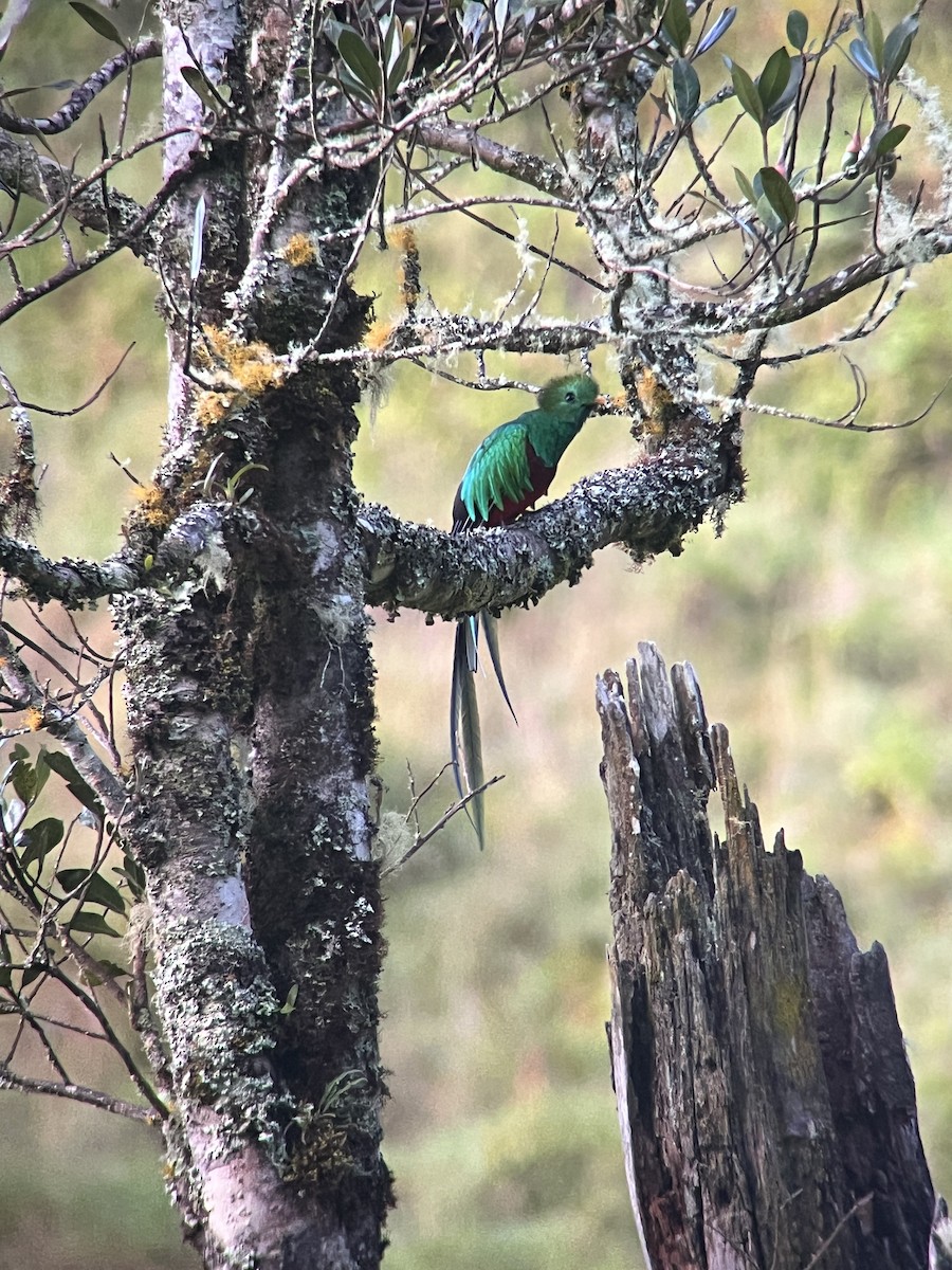 Resplendent Quetzal - ML623970325