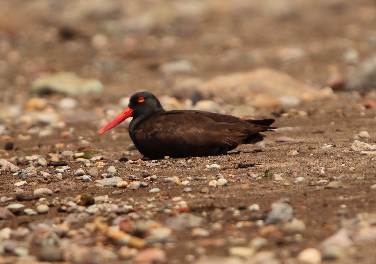 Black Oystercatcher - ML623970327