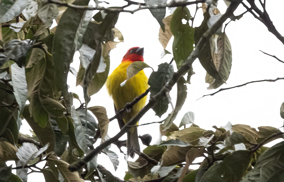 Red-hooded Tanager - ML623970331