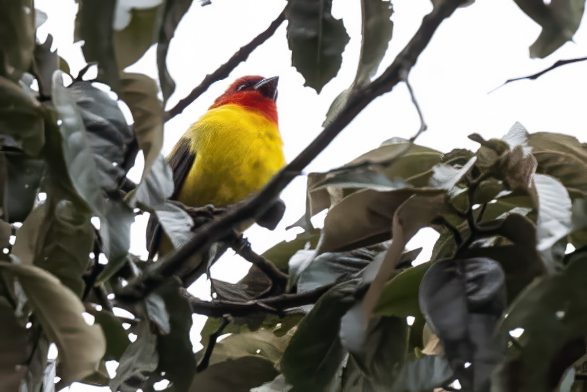 Red-hooded Tanager - ML623970335