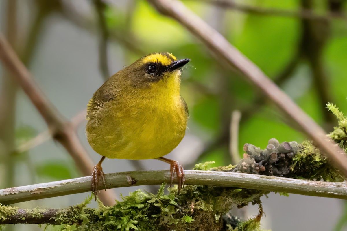 Citrine Warbler - ML623970337