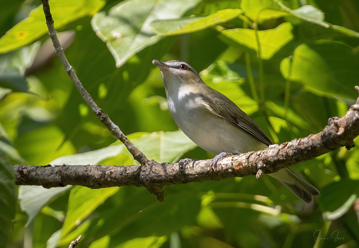 Kızıl Gözlü Vireo - ML623970345