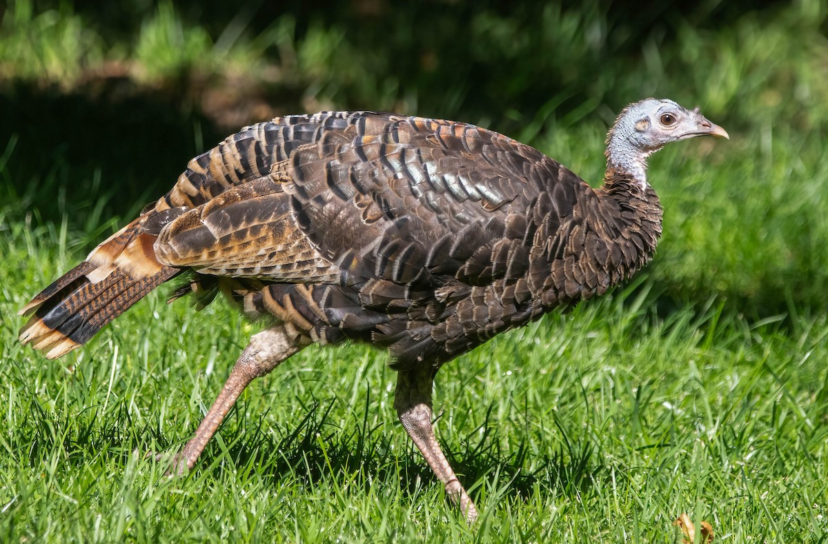 Wild Turkey - ML623970347