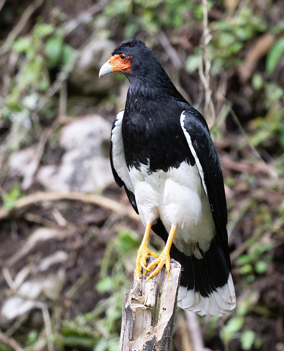 Caracara montagnard - ML623970350