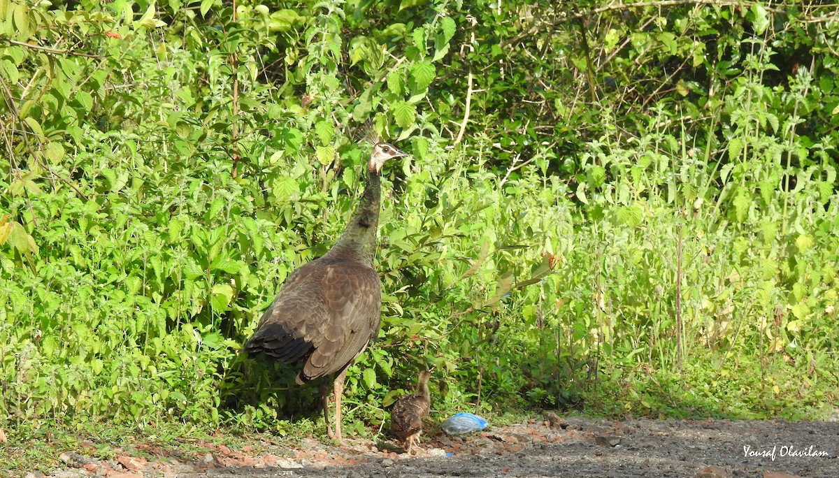 Indian Peafowl - ML623970354