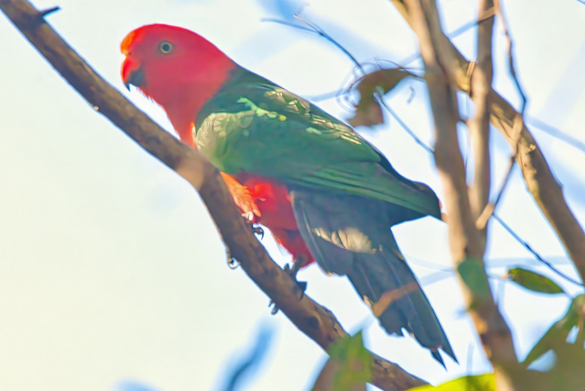 Australian King-Parrot - ML623970359