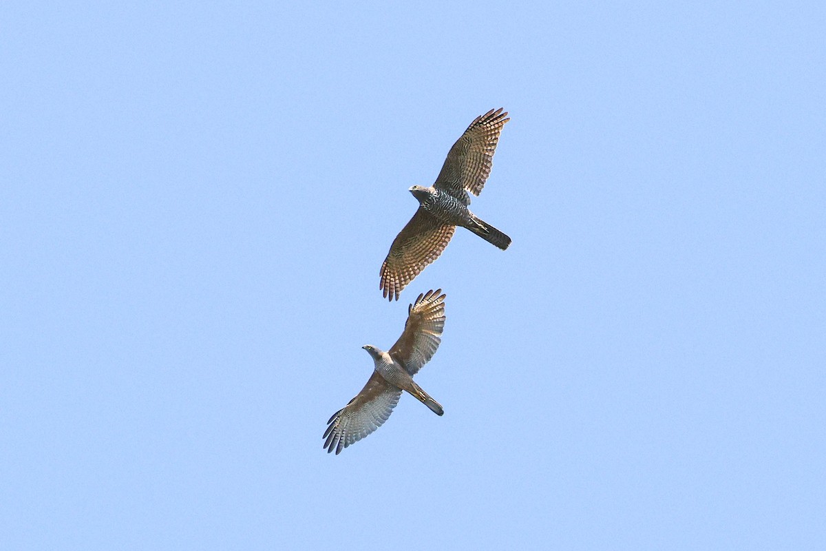 Brown Goshawk - ML623970366