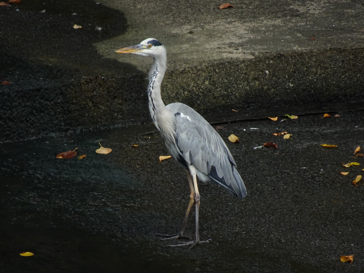 Gray Heron - ML623970385