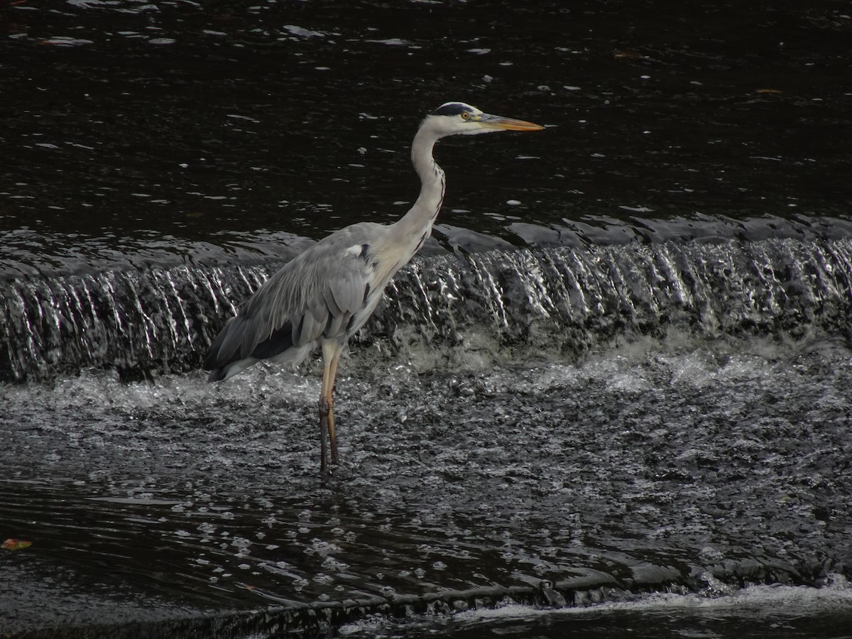 Gray Heron - ML623970386