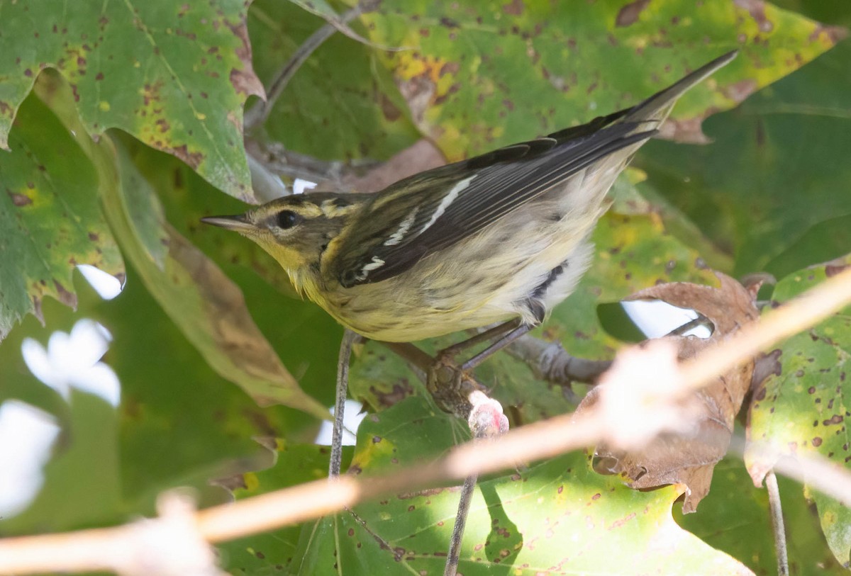 Blackburnian Warbler - ML623970397