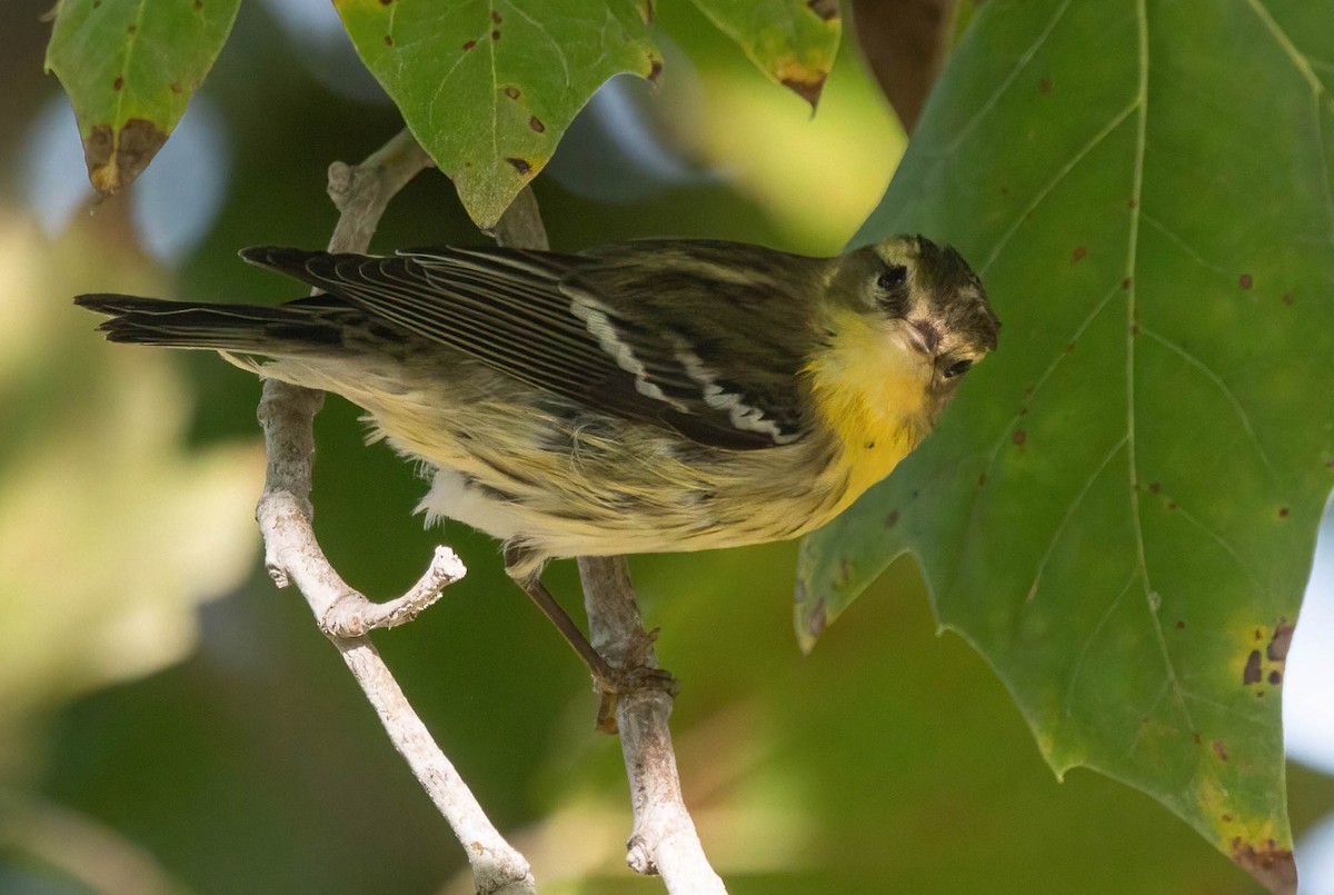 Blackburnian Warbler - ML623970403