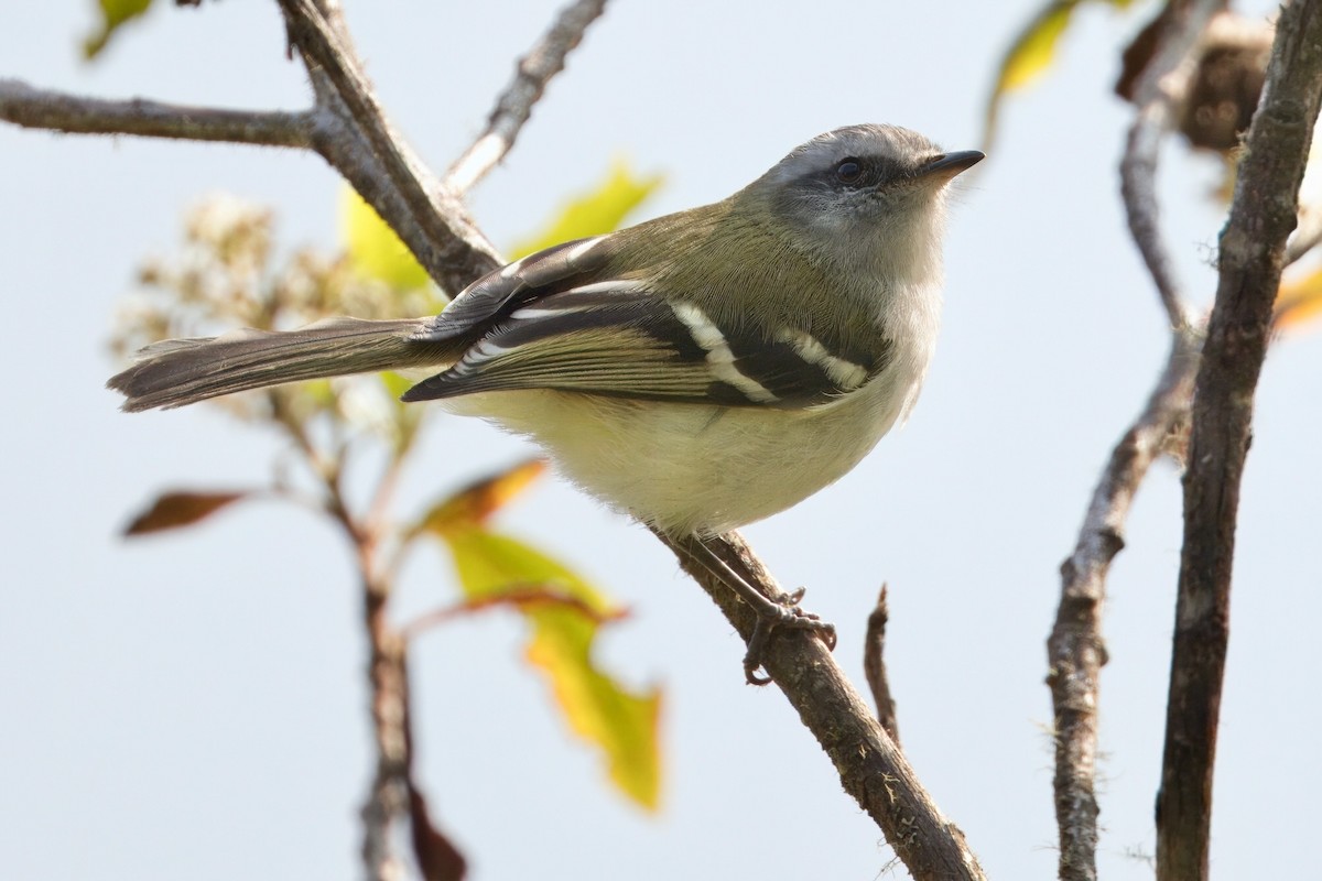 White-banded Tyrannulet - ML623970415