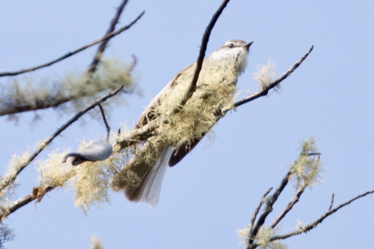 White-throated Tyrannulet - ML623970420