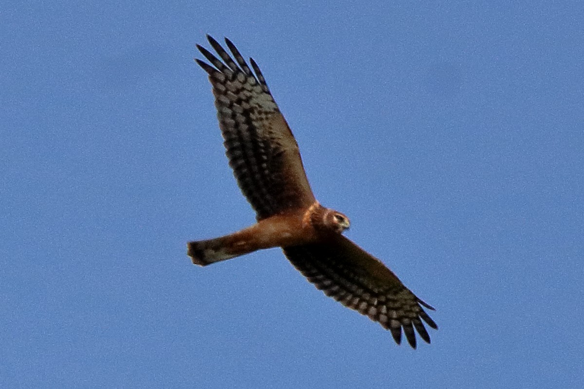 Northern Harrier - Dave Brown